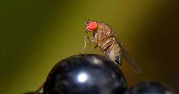 Verwenden organischer Methoden zur Kontrolle des gefleckten Flügels Drosophila