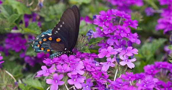 Como crescer verbena no sul ou sudoeste