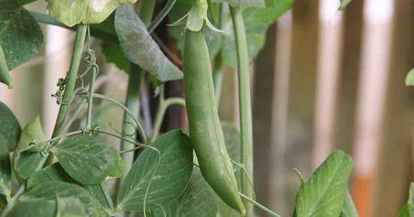 Semua mengenai kacang polong yang boleh dimakan