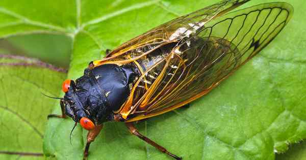 A magia das cigarras periódicas e como evitar danos ao jardim