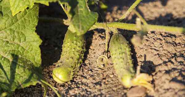 O que causa buracos em pepinos caseiros?