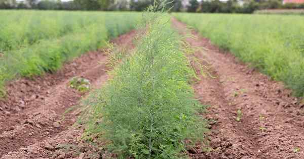 Apa tempat ungu asparagus?