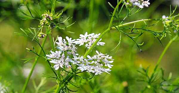 Qu'est-ce que le boulonnage? Apprenez ce que cela signifie lorsque les légumes et les herbes boulonnent