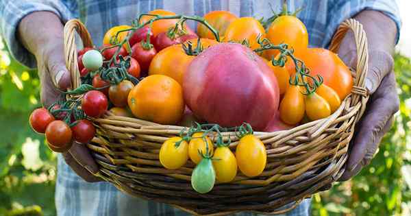 ¿Qué es un tomate de la reliquia??