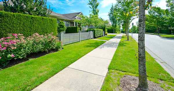 13 arbustes à feuilles persistantes tolérantes au sel Que planter entre le trottoir et la rue