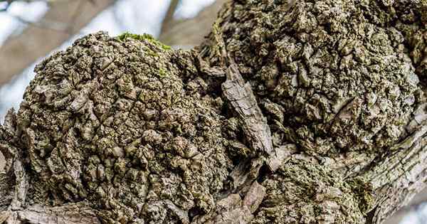 ¿Cuál es la diferencia entre los nudos de los árboles de árbol (Burl) y las agallas de la corona??