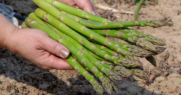 Kapan dan bagaimana memanen asparagus