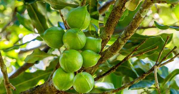 Bila dan bagaimana menuai kacang macadamia