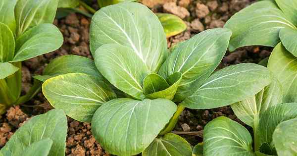 Kiedy sadzić bok choy w ogrodzie