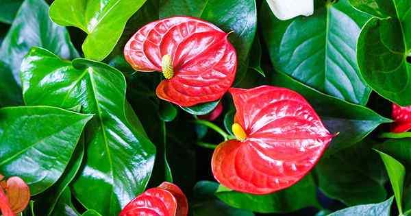 Warum Anthurium -Zimmerpflanzen abfallen und was dagegen zu tun ist