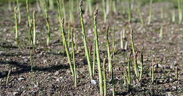 Mengapa asparagus saya kurus? Petua untuk tombak tebal yang semakin meningkat