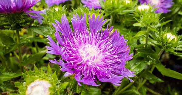 7 raisons pour lesquelles les asters ne fleurissent pas (et que faire à ce sujet)