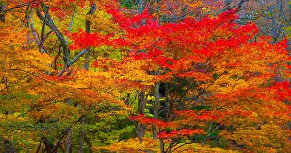 Dlaczego liście zmieniają kolor jesienią