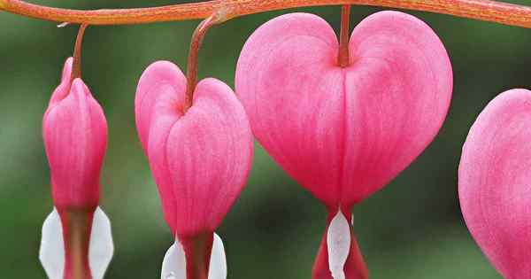 3 razones comunes por las cuales los corazones sangrantes no florecen