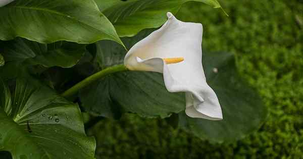 7 Alasan untuk Calla Lilies terkulai