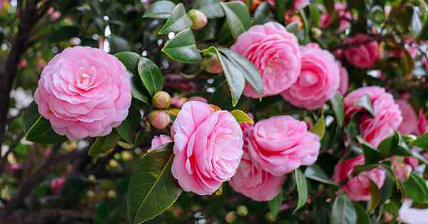 7 Sebab Mengapa Camellia Anda Tidak Mekar