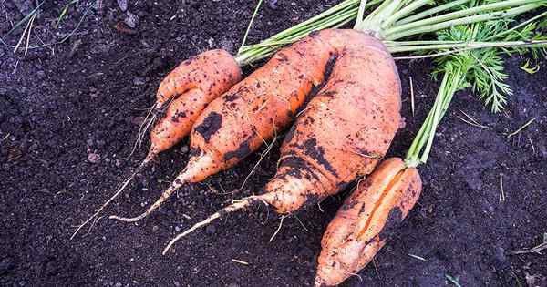 Por qué las zanahorias crujen consejos para prevenir raíces divididas