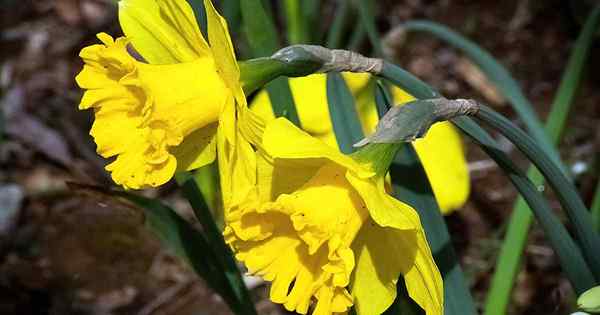 5 raisons pour lesquelles vos jonquilles ne fleurissent pas