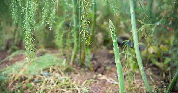 Pourquoi mes asperges fervent-elles?