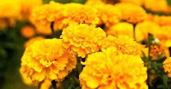 Mengapa marigold saya tidak mekar? 9 Penyebab dan Solusi Umum