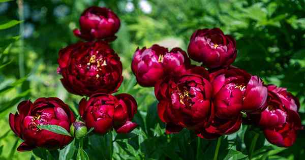 9 razones por las cuales tu peony no florece