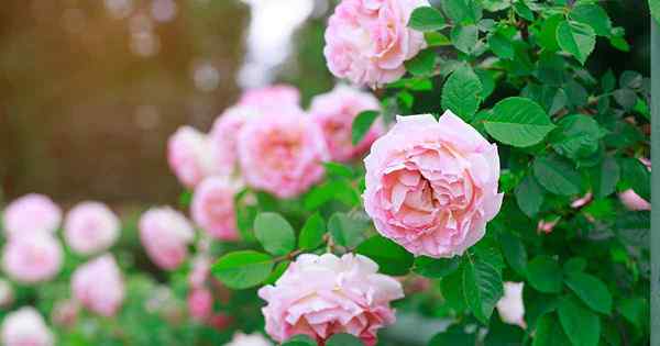 7 raisons courantes pour lesquelles les roses baissent leurs feuilles