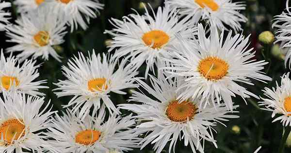 Mengapa Shasta Daisies mungkin gagal mekar (dan apa yang perlu dilakukan)