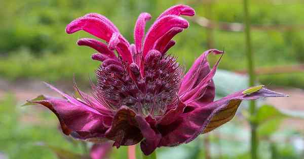 Por que minha flor de abelha não vai?