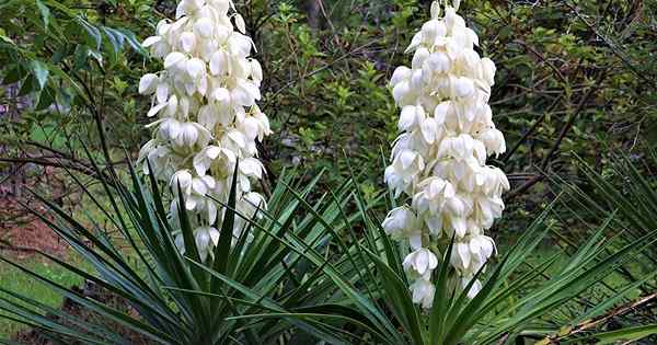 Raisons pour lesquelles votre yucca ne fleurit pas