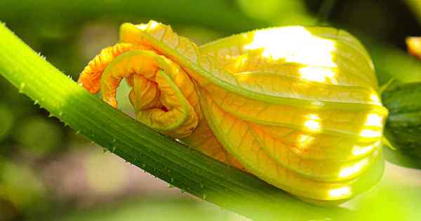 Warum Zucchiniblüten fallen und was zu tun ist