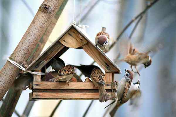 Os alimentadores de pássaros de inverno se divertem e nutrem