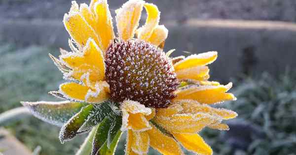 Menempatkan selimut di atas Bunga Selimut Gaillardia Winter Care Guide