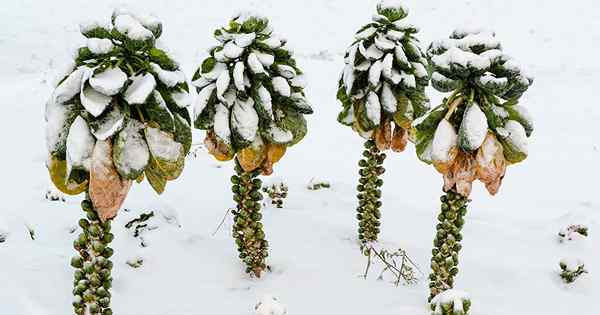 Consejos para cultivar coles de Bruselas en invierno