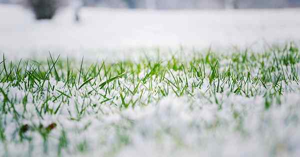 11 Winter Rasenpflege wichtig