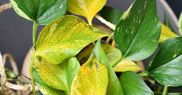 Minhas folhas de pothos estão ficando amarelas! O que está errado e o que fazer