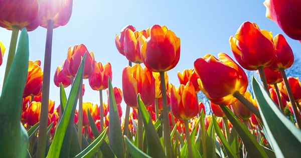 9 raisons pour lesquelles les feuilles de tulipe peuvent devenir jaunes prématurément