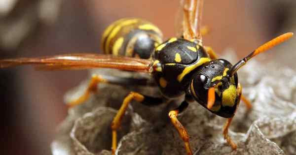 Identificação, fatos e medidas de controle Yellowjacket