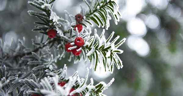 Comment gérer les dégâts hivernaux dans les yews