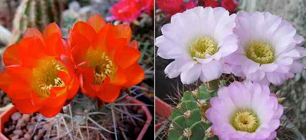 Berkembang kaktus acanthocalycium bagaimana menjaga kaktus dawai berduri