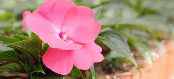 Achimenes Plant Care Growing the Magic Flower