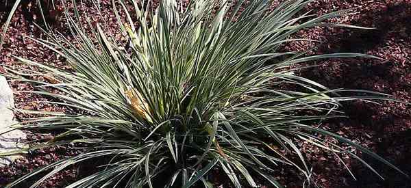 Plantes de Variegatus 'en croissance d'Acorus gramineus s'occupant du drapeau sucré