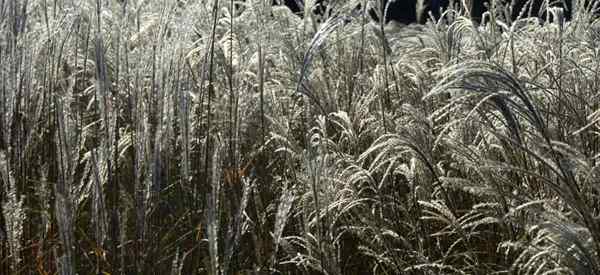 Opieka i rosnąca krasnolud Miscanthus Adagio Grass