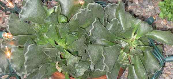 Adromischus cristatus Tips untuk menumbuhkan tanaman daun kerut