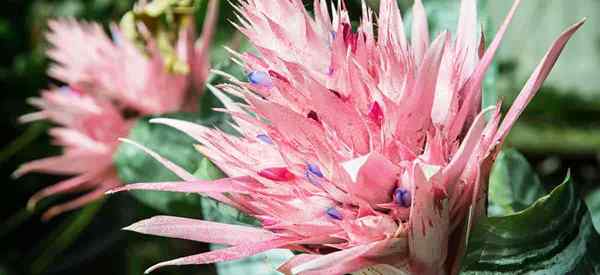 Silbervase Bromeliad Pflanzenpflege Tipps zum Anbau der Aechmea fasciata