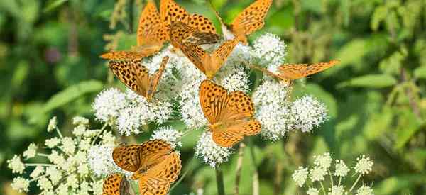 Profil Loji Goutweed Podagraria Aegopodium Perennial