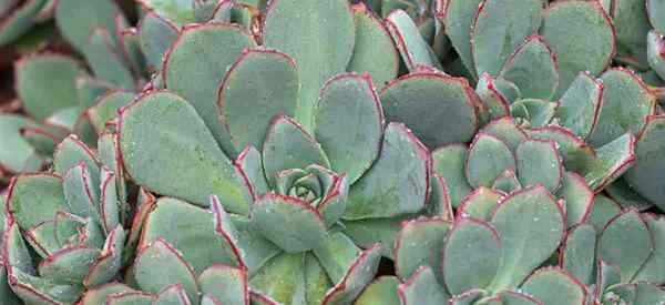 Aeonium haworthii menjaga bagaimana menanam tumbuhan pinwheel