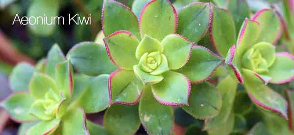 Aeonium kiwi [Sukkulente Pflanze] Wachsen und Pflege