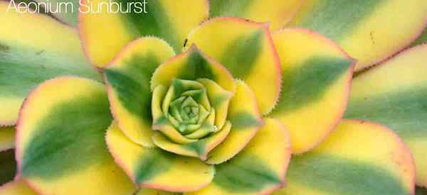 Consejos de cuidado de Aeonium Sunburst sobre el cultivo del Sunburst Succulento