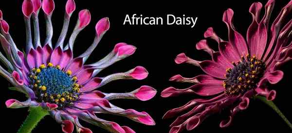 Daisy africaine comment grandir et prendre soin de l'ostéospermum