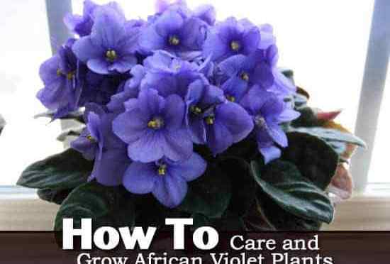 African Violet Care Cara Menumbuhkan Tanaman Violet Afrika [Panduan]